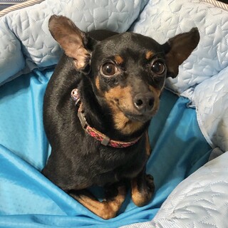 甘えん坊なミニピンりんちゃん！