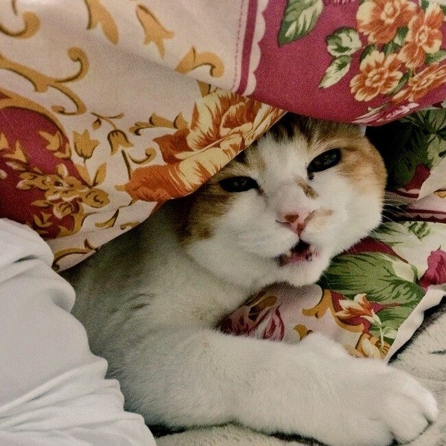 rika.1226のカバー写真