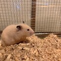 キンクマハムスター♀おとな