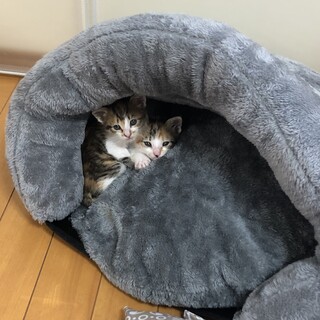 生後1ヶ月の三毛猫姉妹です。