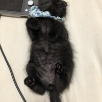 猫たん