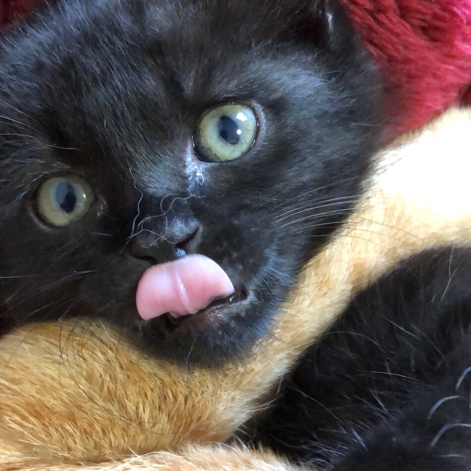 猫たんのカバー写真
