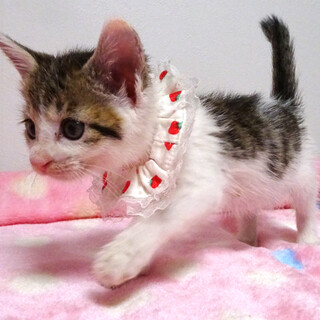 なれなれキジ白♪キキちゃん　1ヵ月半