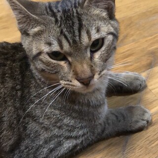 仔猫の面倒を見てくれるとても優しい男の子