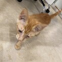 2ヶ月程の子猫