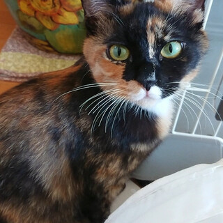 アンニュイなサビ猫『あんず』