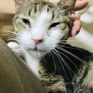 多頭飼育崩壊からの保護＊人が大好き波瑠斗