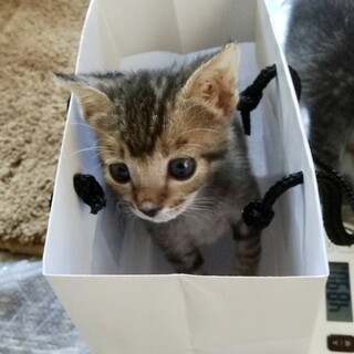 ミルクで育ったキキちゃん♂