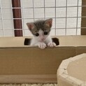 【トライアル決定のため募集一時停止】リンちゃん