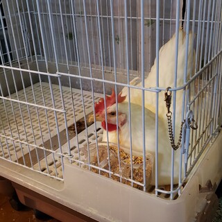 ニワトリのオス　後をついてくる懐こい仔です