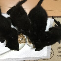 「黒猫4兄弟」サムネイル2