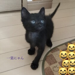 「黒猫4兄弟」サムネイル3