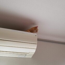 ねこの身体能力はオリンピック級