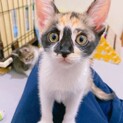 ステキ柄三毛 2ヶ月ぐらい “たぴちゃん”