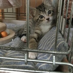 「子猫の引き受け」サムネイル2