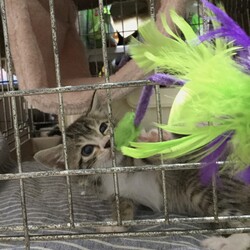 子猫の引き受け