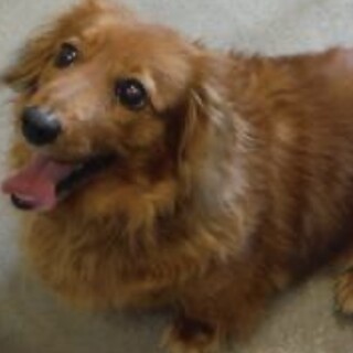 里親様に迎えられました。