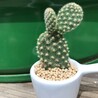 ウサ虎