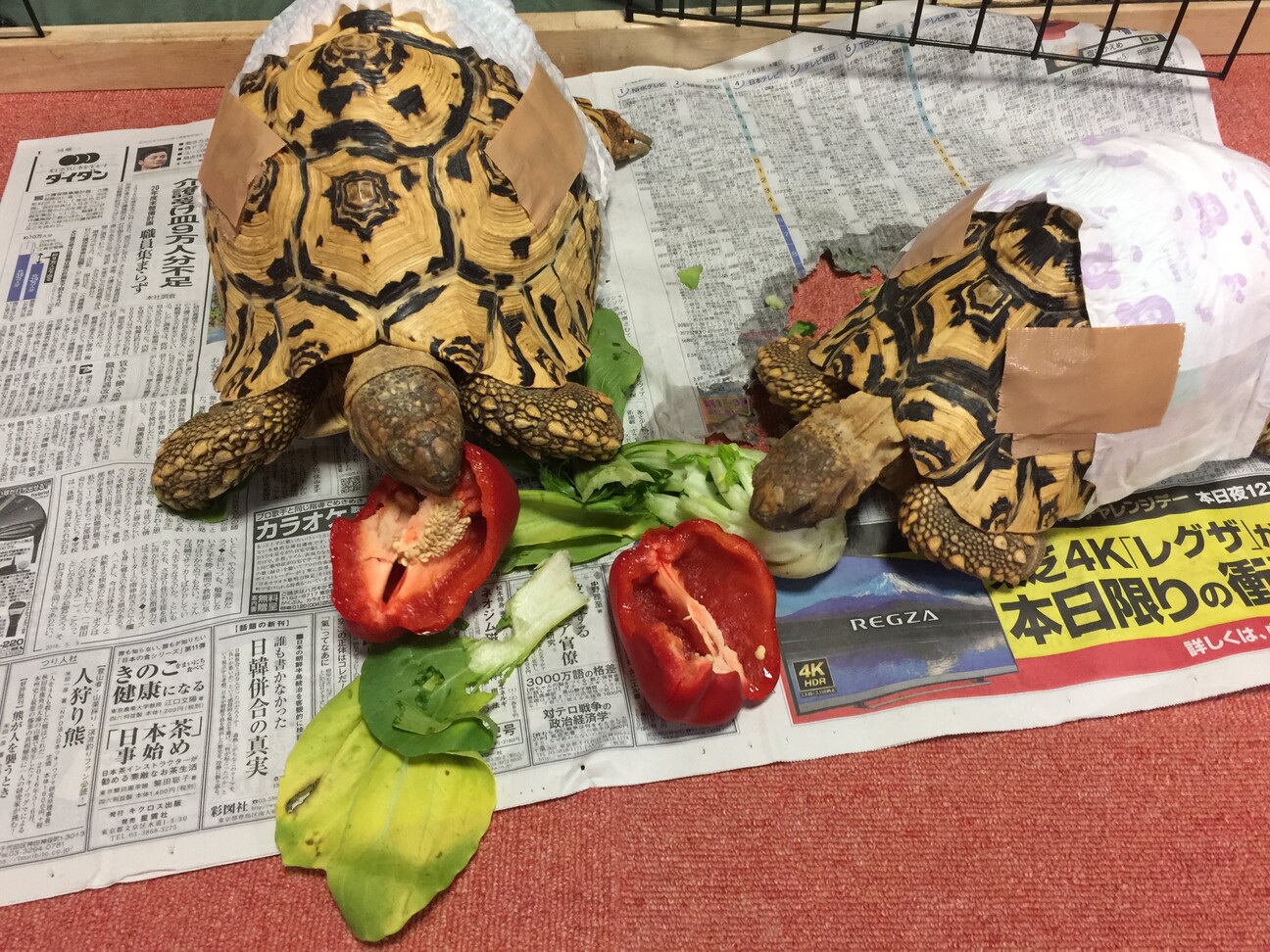 ヒョウモンリクガメ の 東京都 爬虫類 他の里親募集 ペットのおうち 月間利用者150万人