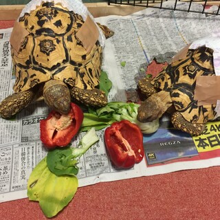 ヒョウモンリクガメ♀♂の里親募集！