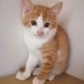 １匹じゃ無理！甘えん坊のちぃくん
