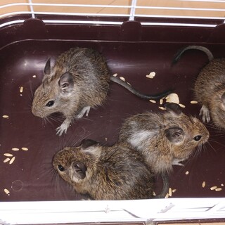 ５月14日生まれデグー里親募集