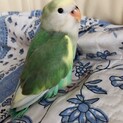 可愛いコザクラインコです。