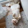 の写真