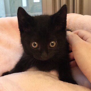 約6週間・まん丸おしり黒猫の女の子
