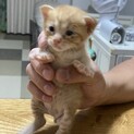 生後2週間の茶トラくん　ミルク飲みさんです