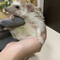男の子のハリネズミ　1歳3ヶ月 ちょっとシャイ