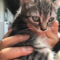 はっきりした柄のとらねこさん、女の子