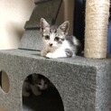 おひざ猫♪ミント君です♪