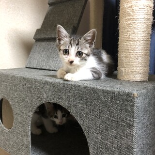 おひざ猫♪ミント君です♪