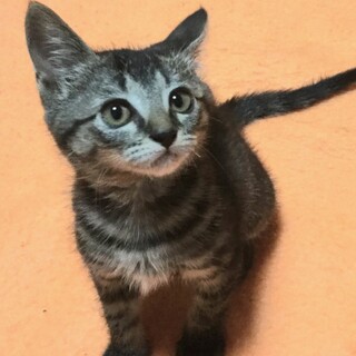 可愛い 姉妹 動画あります