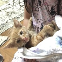 ちび