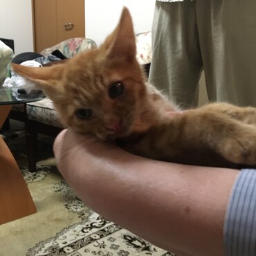 ちびの写真