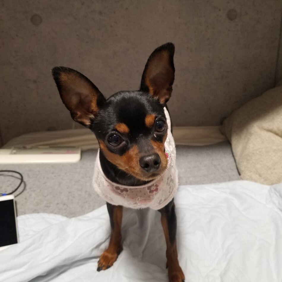 プリンのカバー写真