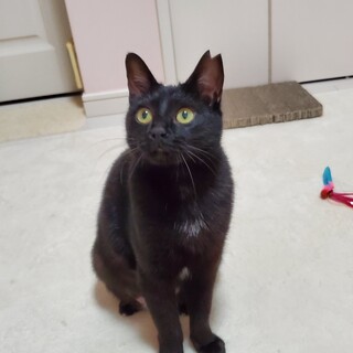 甘えん坊な黒猫ちゃん