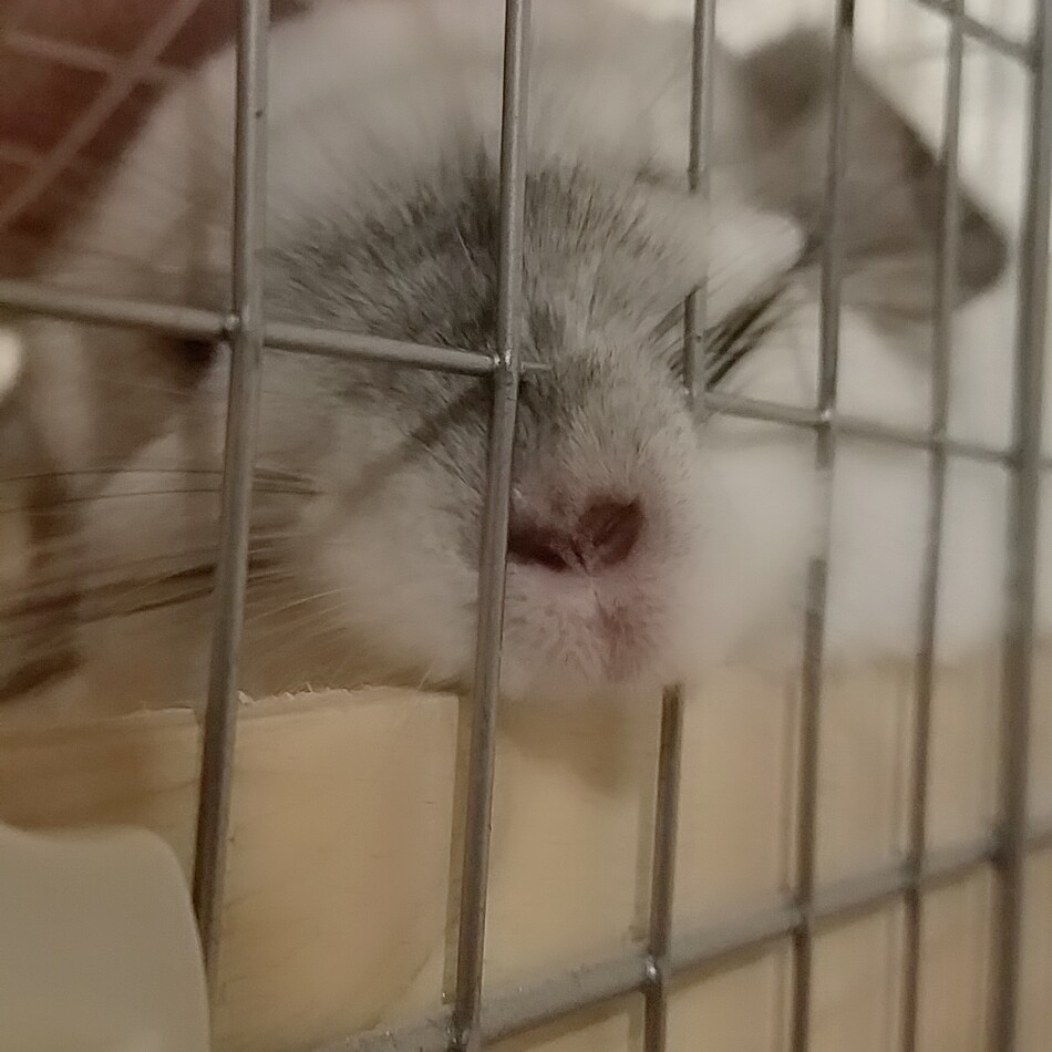 わたげのカバー写真