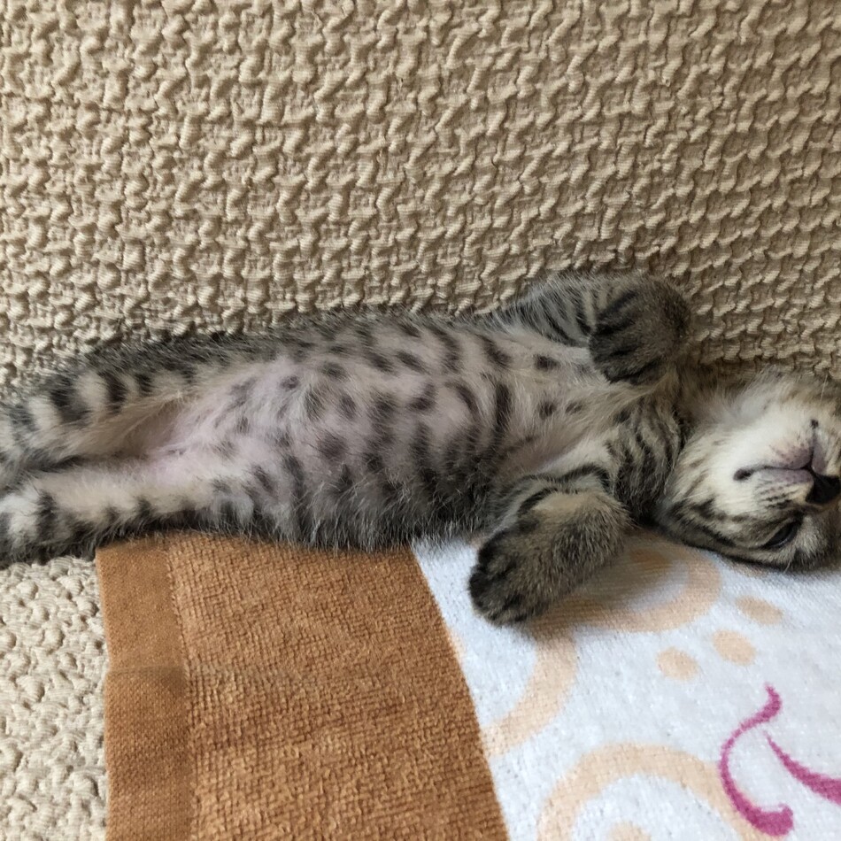 ここのカバー写真