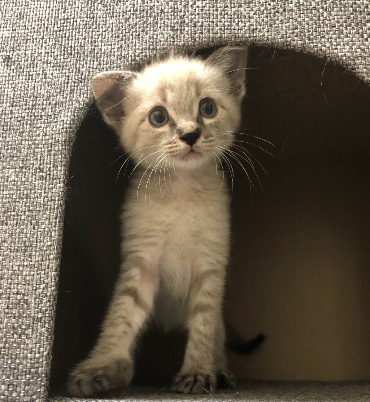 ２ヶ月位 シャムmixブ 東京都 猫の里親募集 ペットのおうち 月間利用者150万人