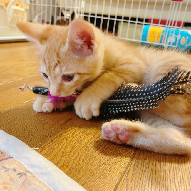 ららみー。のカバー写真