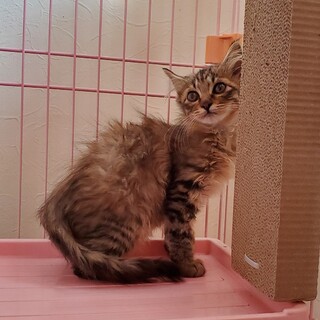 仲良し4姉妹の長毛ちゃん