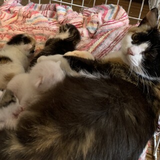 ☆三毛猫ママと６月２日に産まれた白猫の親子で募集☆