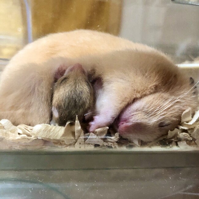 あすかルビーのカバー写真