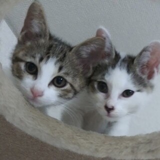 生後2ヶ月のちびっ子達