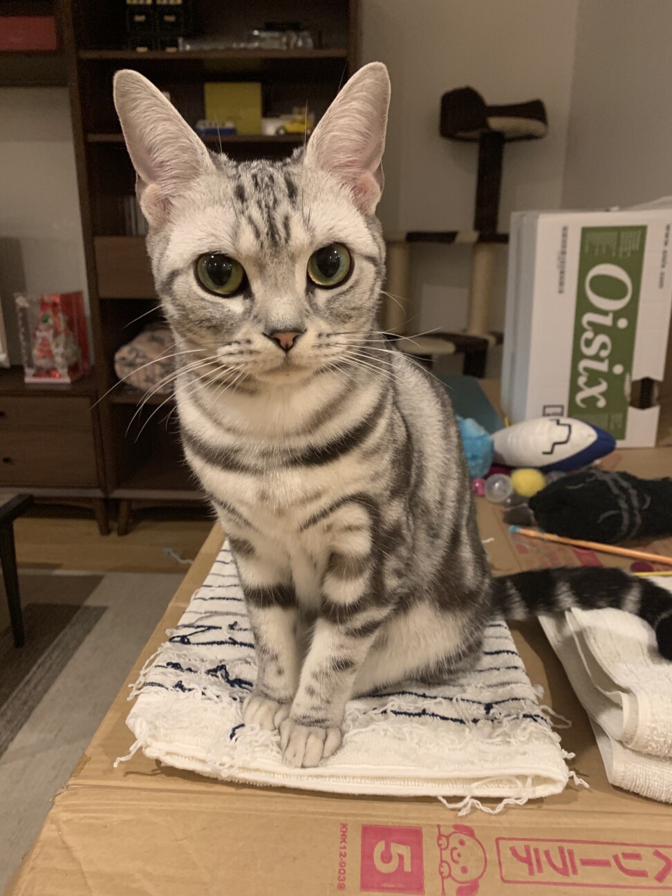 チロル