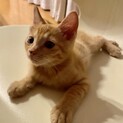 茶トラ　2ヶ月くらいの男の子