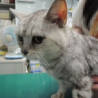 アメリカンショートヘアー　甘えん坊